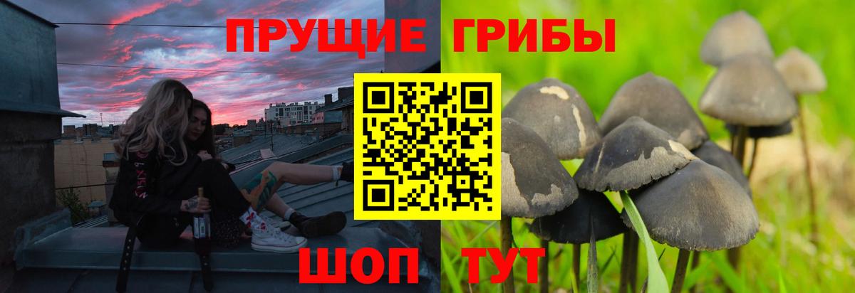 Галлюциногенные грибы прущие грибы  даркнет сайт  Псилоцибиновые грибы Psilocybe  Сорочинск  Вход с VPN 